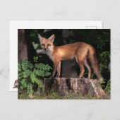 Posing Red Fox Briefkaart (Voorkant / Achterkant)