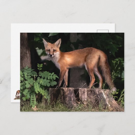 Posing Red Fox Briefkaart (Voorkant / Achterkant)