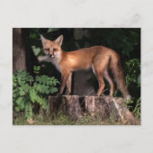Posing Red Fox Briefkaart (Voorkant)