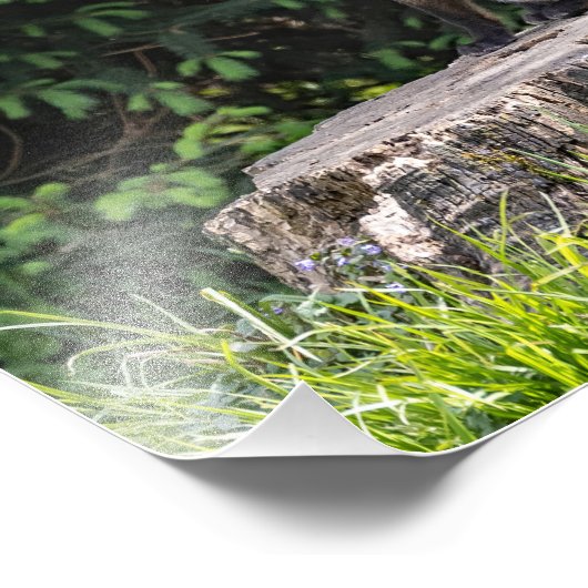 Posing Red Fox Kit Fotoprint Foto Afdruk (Hoek)