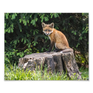 Posing Red Fox Kit Fotoprint Foto Afdruk