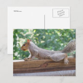 Posing Squirrel Briefkaart (Voorkant / Achterkant)