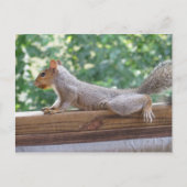 Posing Squirrel Briefkaart (Voorkant)