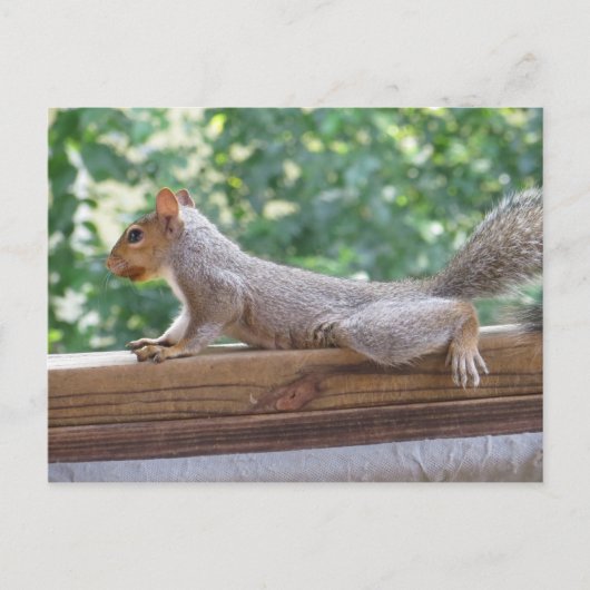 Posing Squirrel Briefkaart (Voorkant)