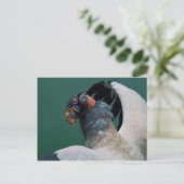 Posing Vulture Briefkaart (Staand voorkant)