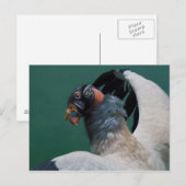 Posing Vulture Briefkaart (Voorkant / Achterkant)