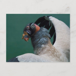 Posing Vulture Briefkaart