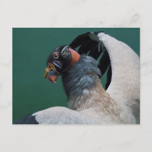 Posing Vulture Briefkaart (Voorkant)