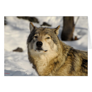 Positie van de groep