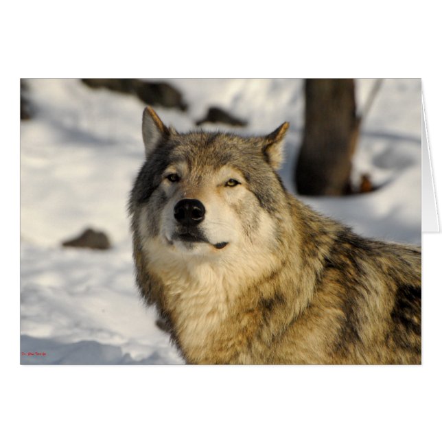 Positie van de groep (Voorkant Horizontaal)