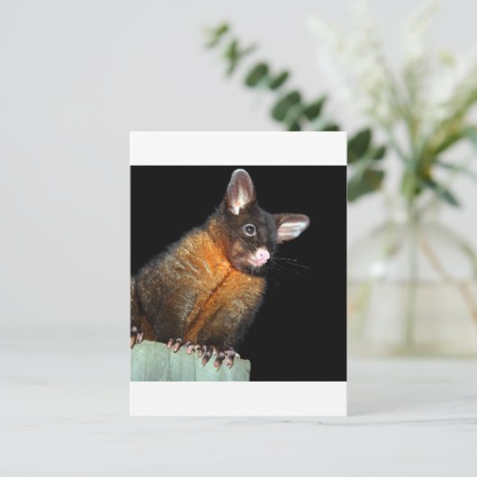 Possum at night briefkaart (Staand voorkant)