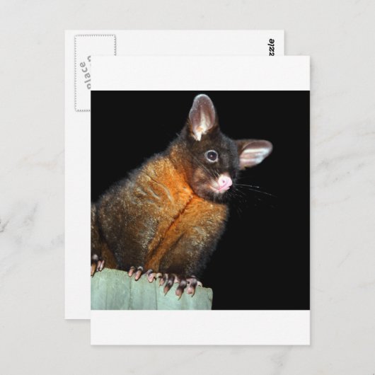 Possum at night briefkaart (Voorkant / Achterkant)