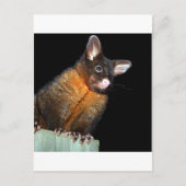 Possum at night briefkaart (Voorkant)