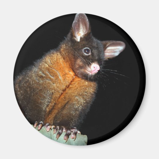 Possum at night magneet (Voorkant)