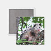 Possum en baby's magneet (Voorkant / Achterkant)