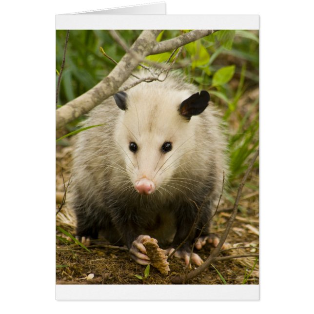 Possum is  - Opossum Didelphimorphia (Voorkant)