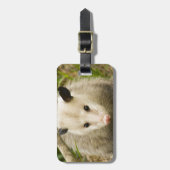 Possum is  - Opossum Didelphimorphia Bagagelabel (Voorkant verticaal)
