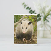 Possum is  - Opossum Didelphimorphia Briefkaart (Staand voorkant)