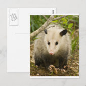 Possum is  - Opossum Didelphimorphia Briefkaart (Voorkant / Achterkant)