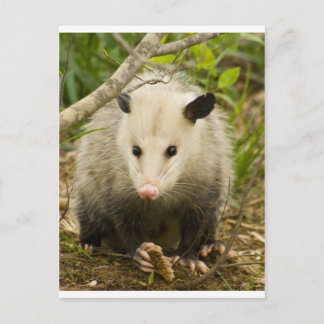 Possum is  - Opossum Didelphimorphia Briefkaart