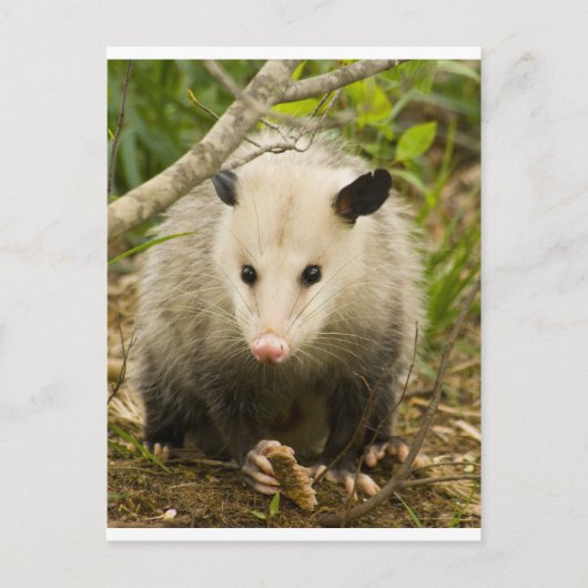 Possum is  - Opossum Didelphimorphia Briefkaart (Voorkant)
