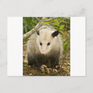 Possum is  - Opossum Didelphimorphia Briefkaart