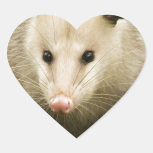 Possum is - Opossum Didelphimorphia Hart Sticker