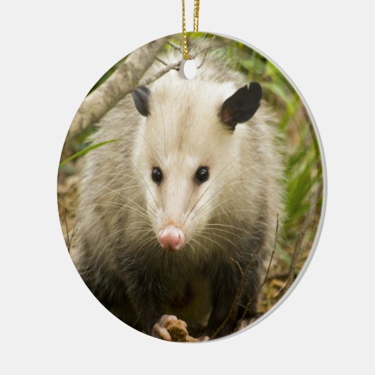 Possum is  - Opossum Didelphimorphia Keramisch Ornament (Links)