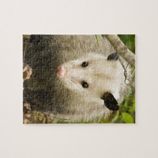 Possum is - Opossum Didelphimorphia Legpuzzel (Horizontaal)
