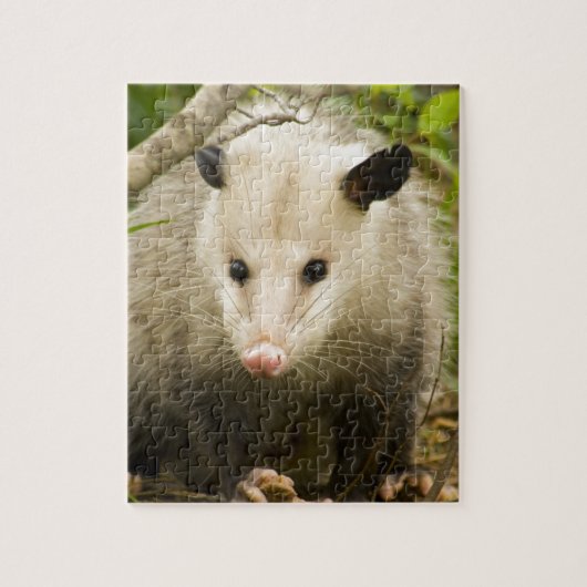Possum is - Opossum Didelphimorphia Legpuzzel (Verticaal)