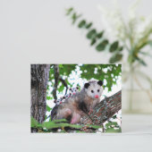 Possum, mama en baby's briefkaart (Staand voorkant)