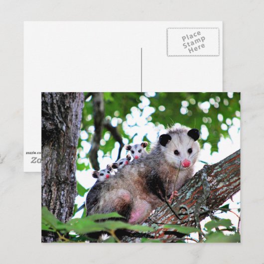 Possum, mama en baby's briefkaart (Voorkant / Achterkant)