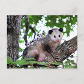 Possum, mama en baby's briefkaart (Voorkant)