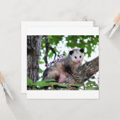 Possum, mama en baby's kaart (Voorkant / Achterkant in situ)