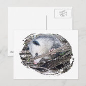 Possum Opossum Briefkaart (Voorkant / Achterkant)