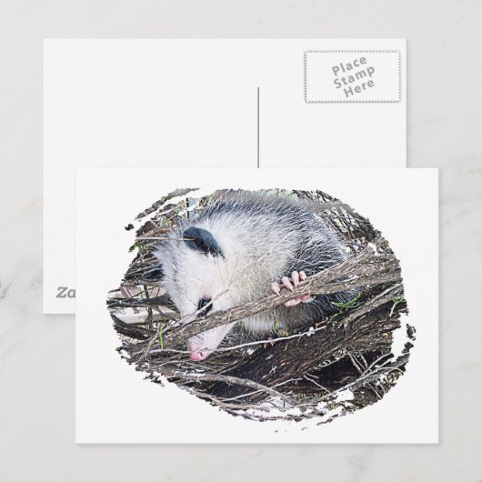 Possum Opossum Briefkaart (Voorkant / Achterkant)