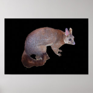 Possum Poster