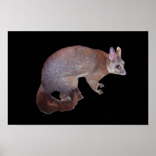 Possum Poster (Voorkant)