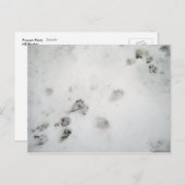 Possum Prints Briefkaart (Voorkant / Achterkant)