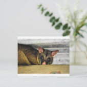 POSSUM QUEENLAND AUSTRALIË BRIEFKAART (Staand voorkant)