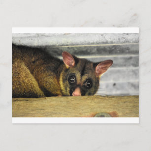 POSSUM QUEENLAND AUSTRALIË BRIEFKAART