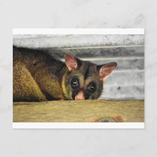 POSSUM QUEENLAND AUSTRALIË BRIEFKAART (Voorkant)