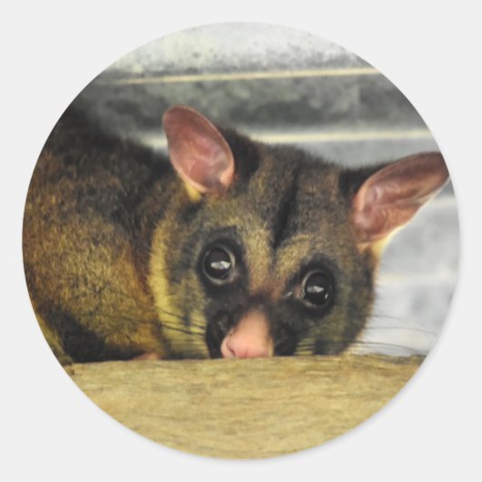 POSSUM QUEENLAND AUSTRALIË RONDE STICKER (Voorkant)