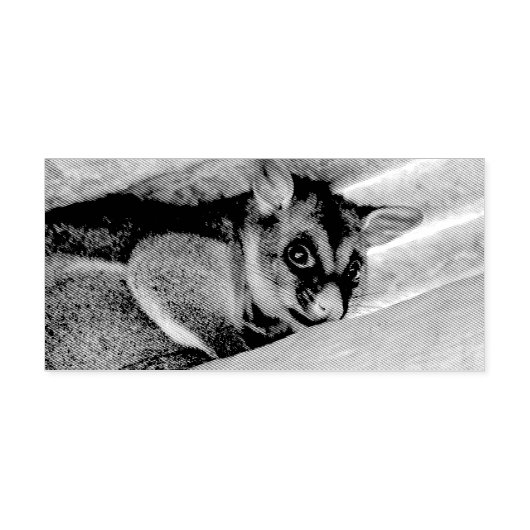 POSSUM QUEENSLAND AUSTRALIË RUBBERSTEMPEL (Afrduk)