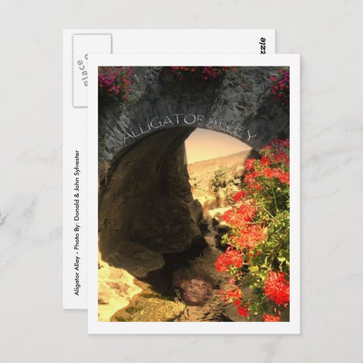 POST CARD Alligator Briefkaart (Voorkant / Achterkant)