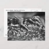 POST CARD Cape Fear Alligator - North Carolina Briefkaart (Voorkant / Achterkant)