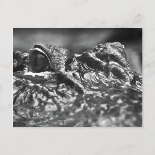 POST CARD Cape Fear Alligator - North Carolina Briefkaart