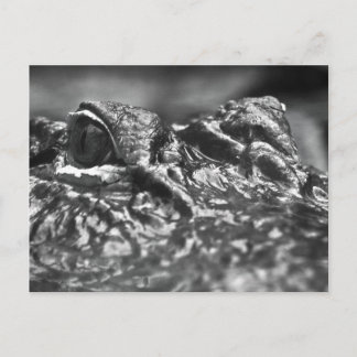 POST CARD Cape Fear Alligator - North Carolina Briefkaart