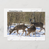 Post Card - Deer in Sneeuw Briefkaart (Voorkant / Achterkant)