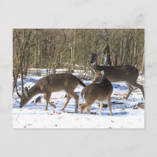 Post Card - Deer in Sneeuw Briefkaart
